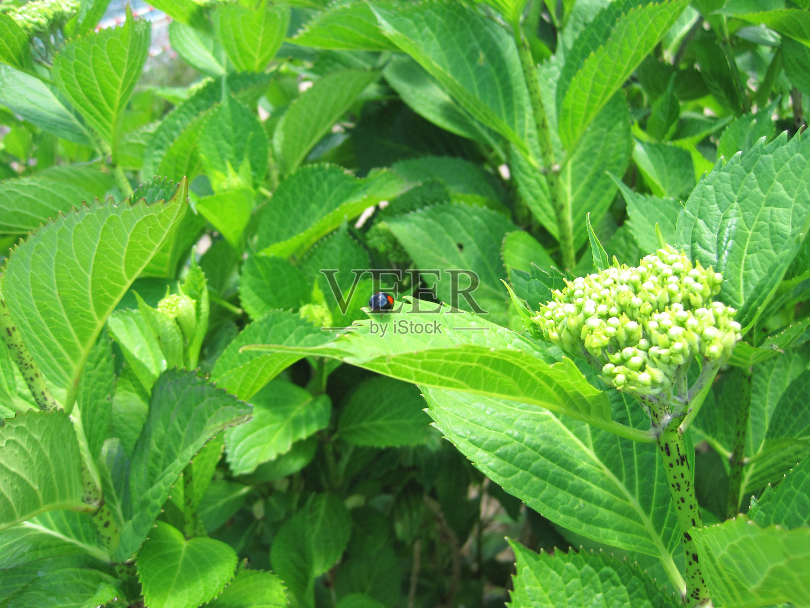 绣球花和黑瓢虫照片摄影图片