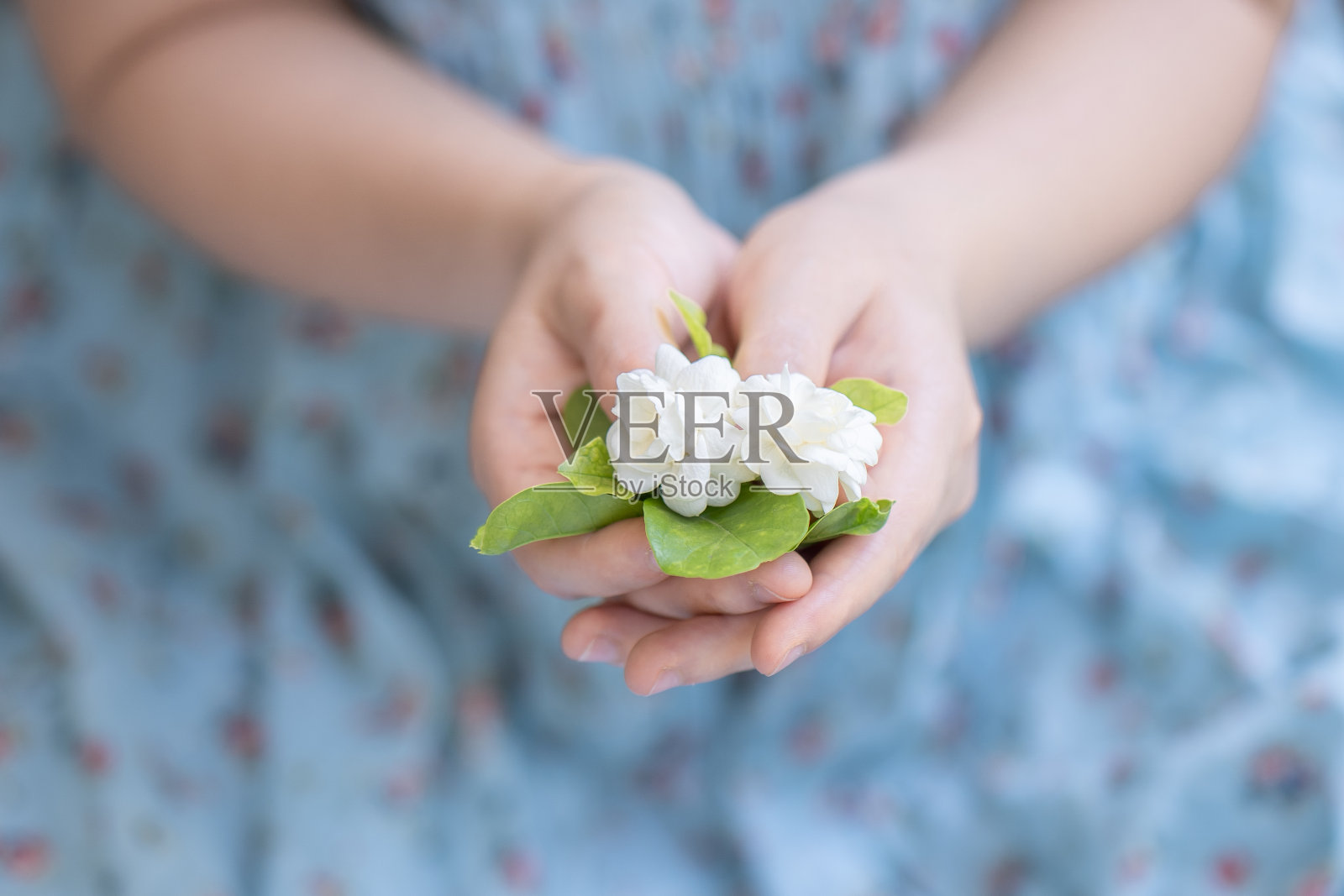 女人的手里拿着一朵茉莉花。照片摄影图片