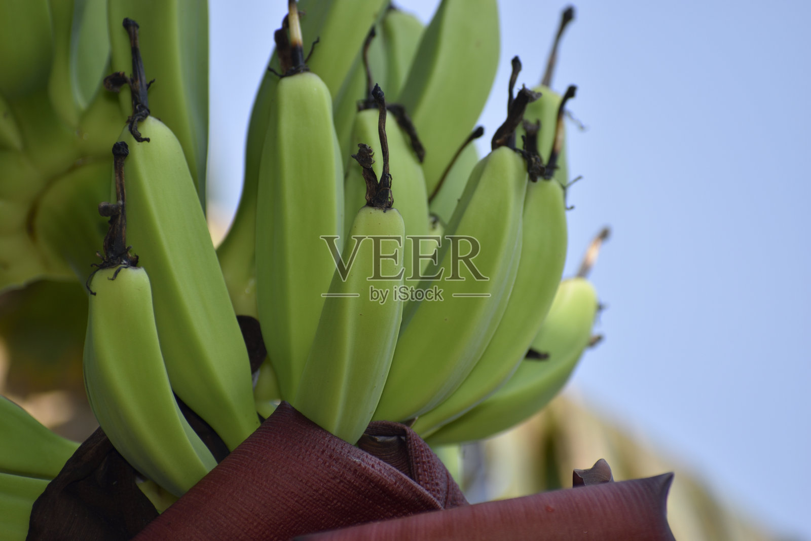 绿香蕉和树照片摄影图片