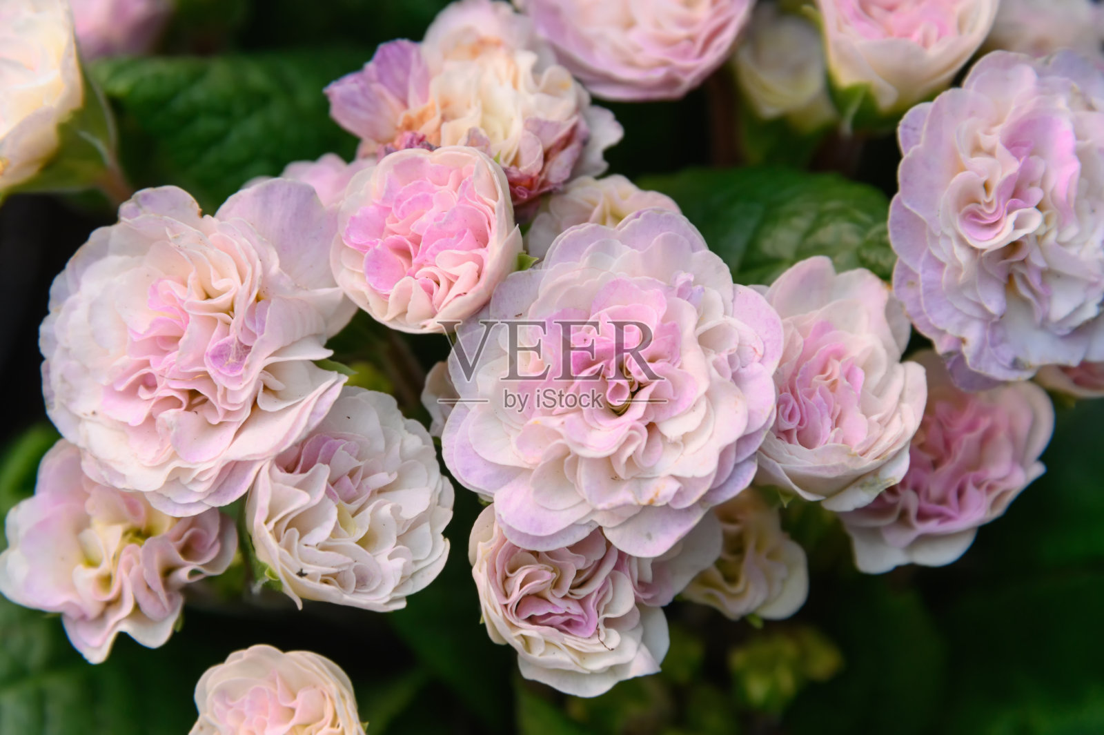 美丽的粉红色花园玫瑰。粉红玫瑰的自然背景。照片摄影图片