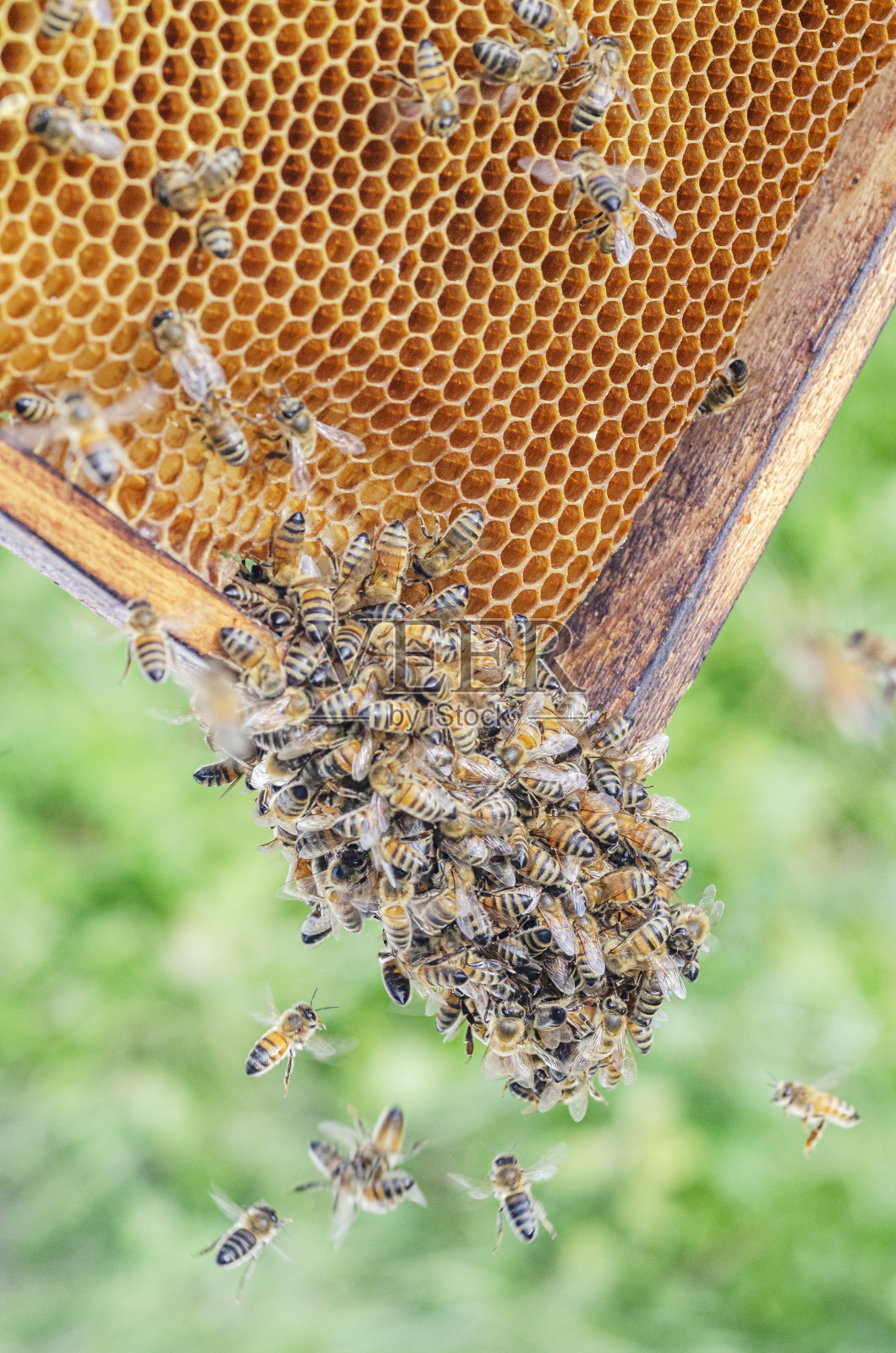 特写蜜蜂在蜂房的蜂窝在夏天的时间照片摄影图片