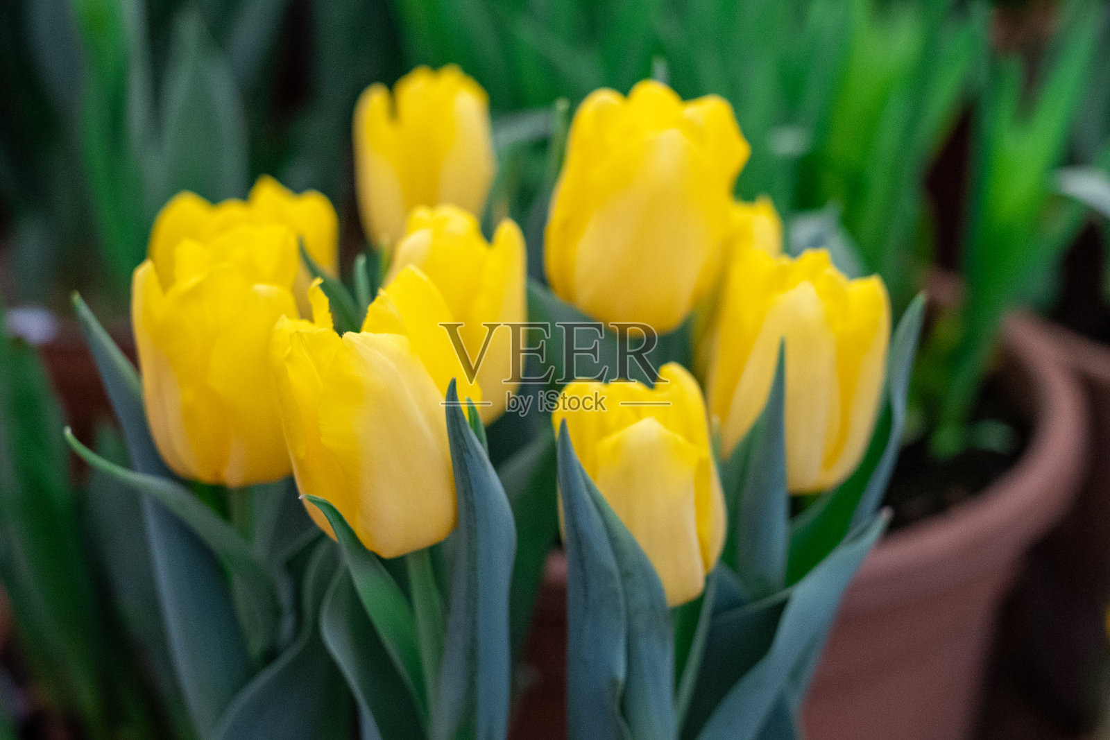 一束黄色的郁金香。概念3月8日，妇女节，母亲节。俯视图照片摄影图片