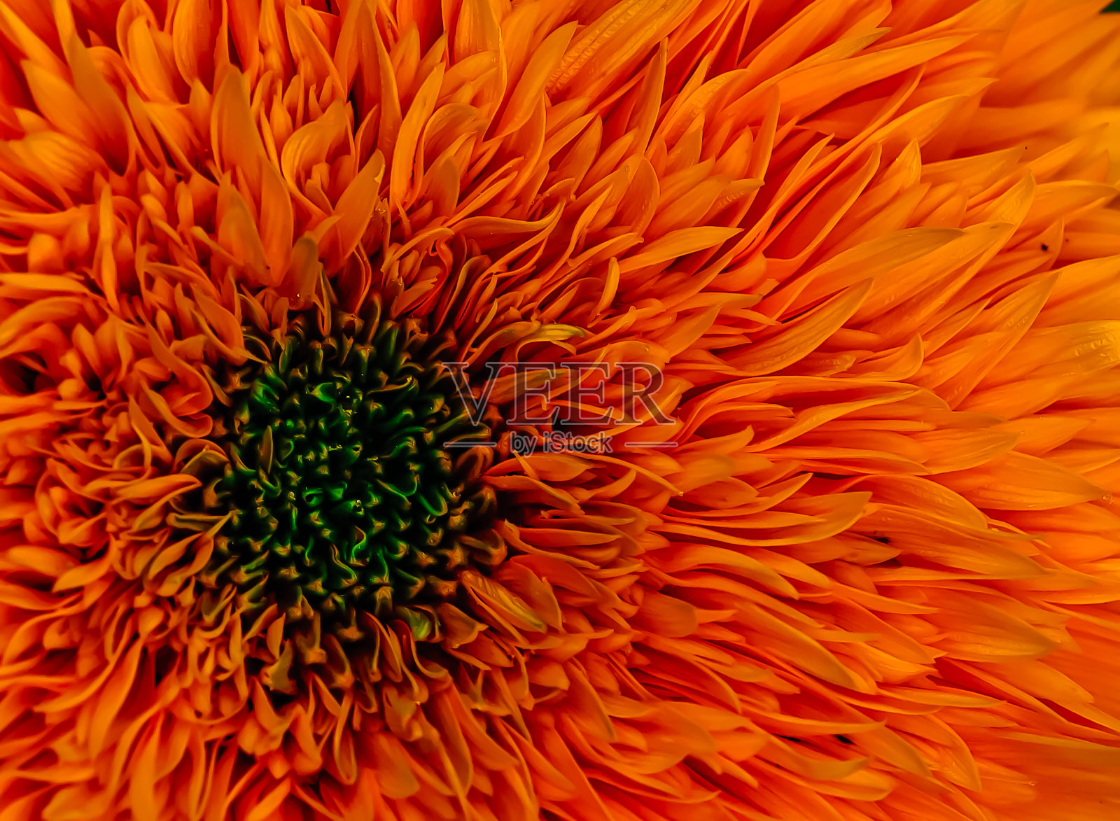 迷人的花朵中透着春天的气息。夏季和春季的鲜艳色彩。最美丽的花。为了一个好心情。照片摄影图片