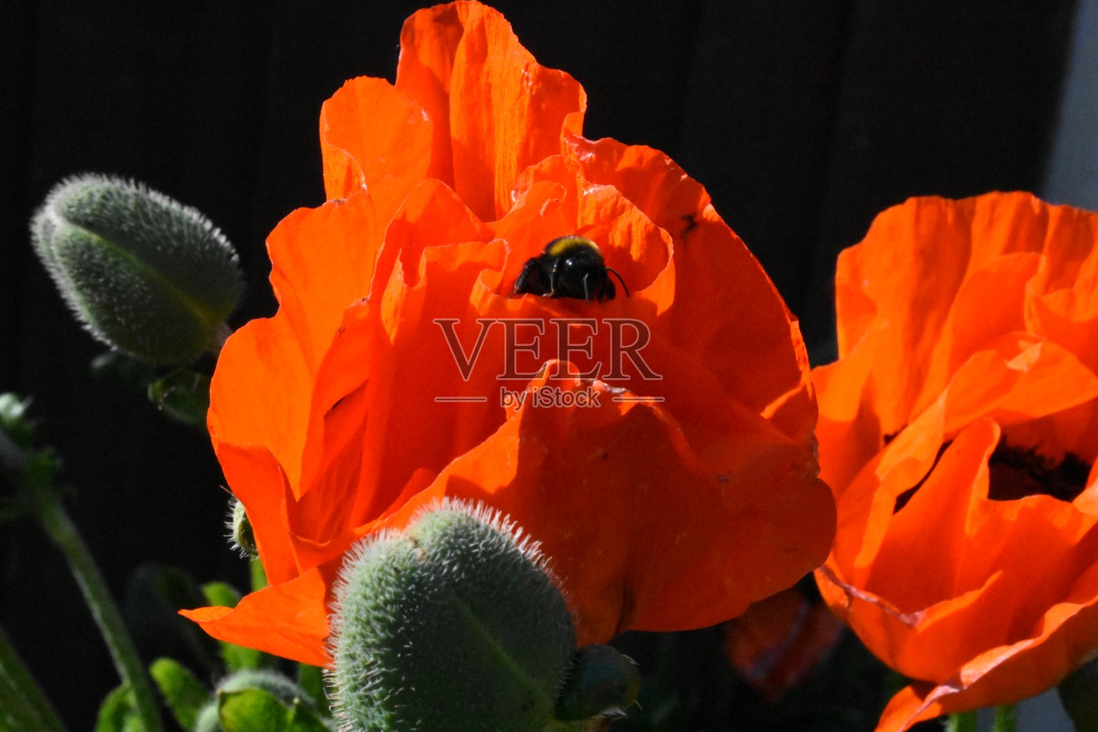 你好小大黄蜂照片摄影图片