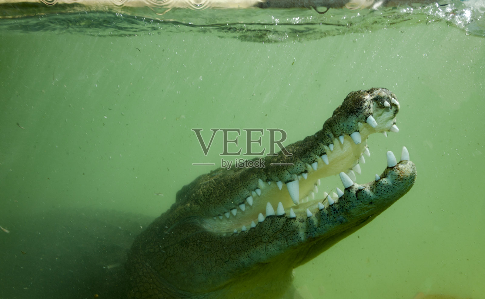 水下鳄鱼照片摄影图片