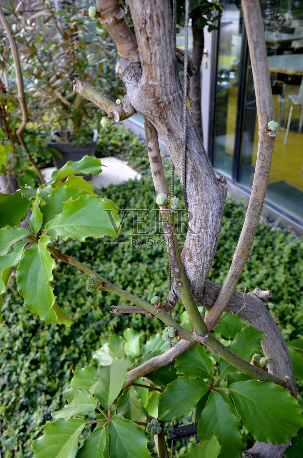 强烈的漫射光，而不是阳光直射。全年室内温度较高。它是一种蔓生植物，生长非常强烈，需要真正坚实的支撑。照片摄影图片