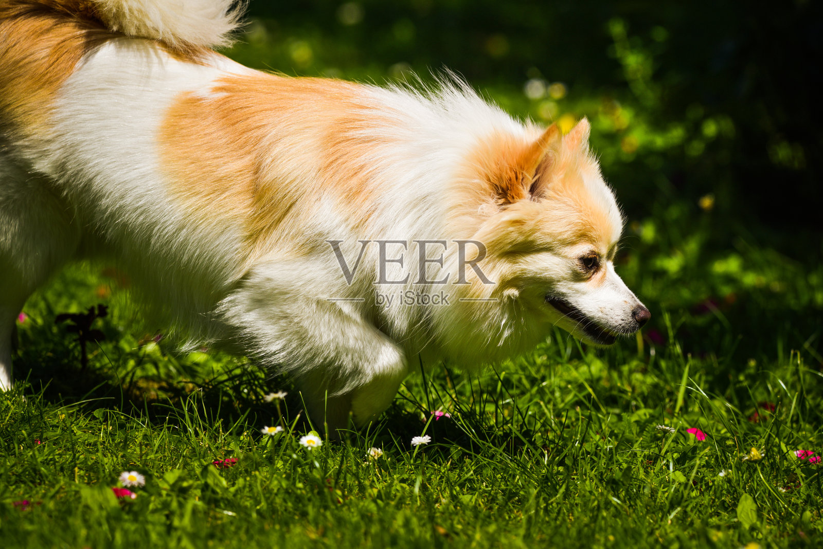 德国斯皮兹犬肖像。阳光明媚的日子里，博美犬在户外活动。照片摄影图片