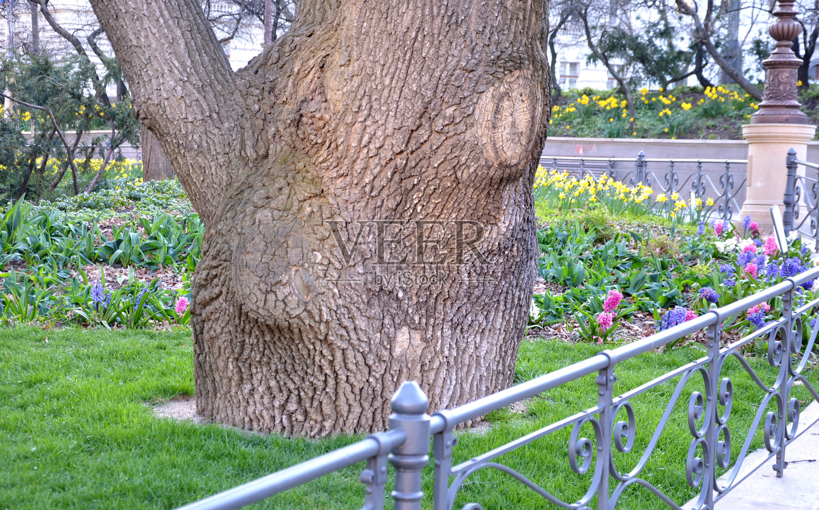 花坛上盛开着春天的黄花风信子，花坛上大群粗大的橡木树干，后面是公园的装饰性栅栏栏杆照片摄影图片