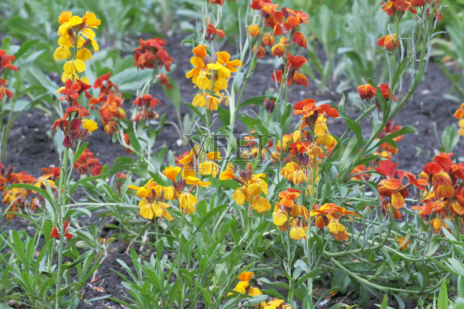 美丽明亮的小春花照片摄影图片