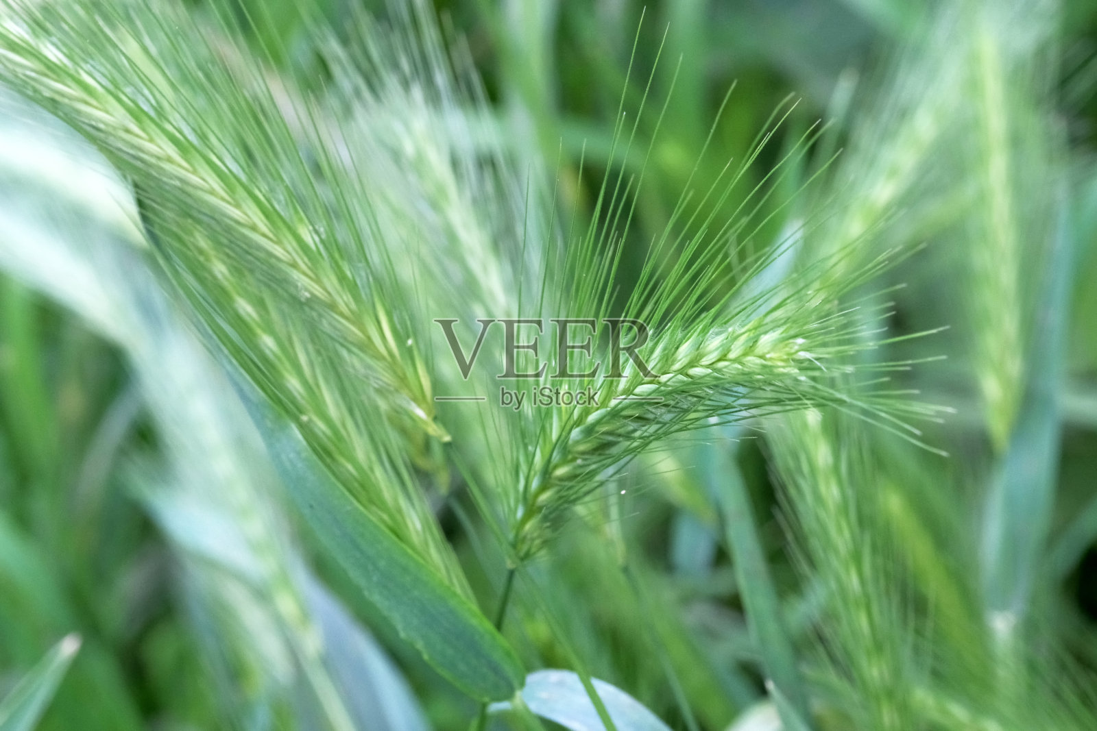 绿色自然生态背景照片摄影图片