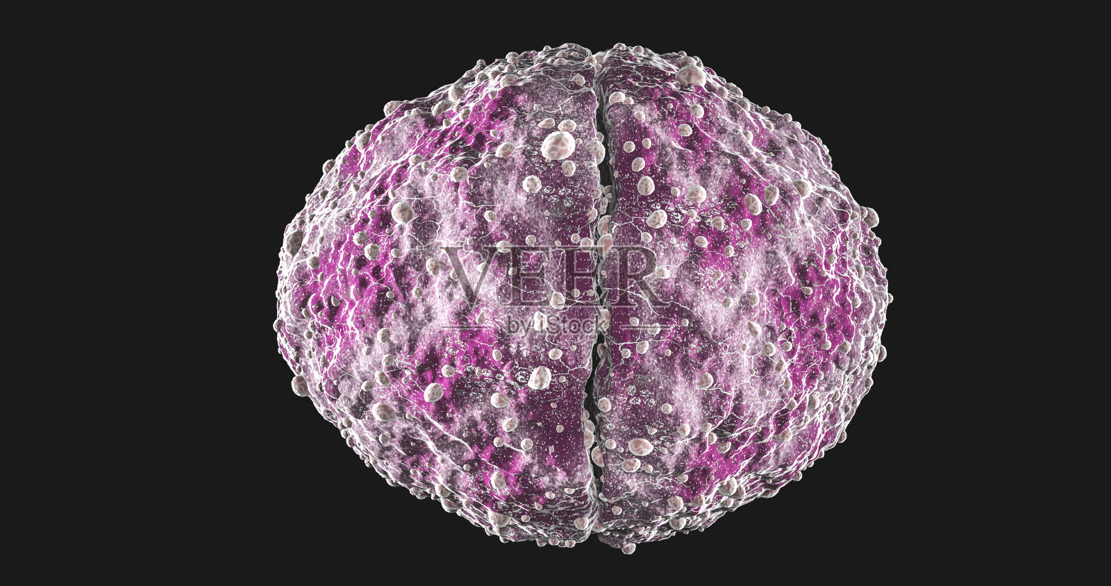 双球菌是一种圆形细菌，通常以两个连接细胞的形式出现照片摄影图片