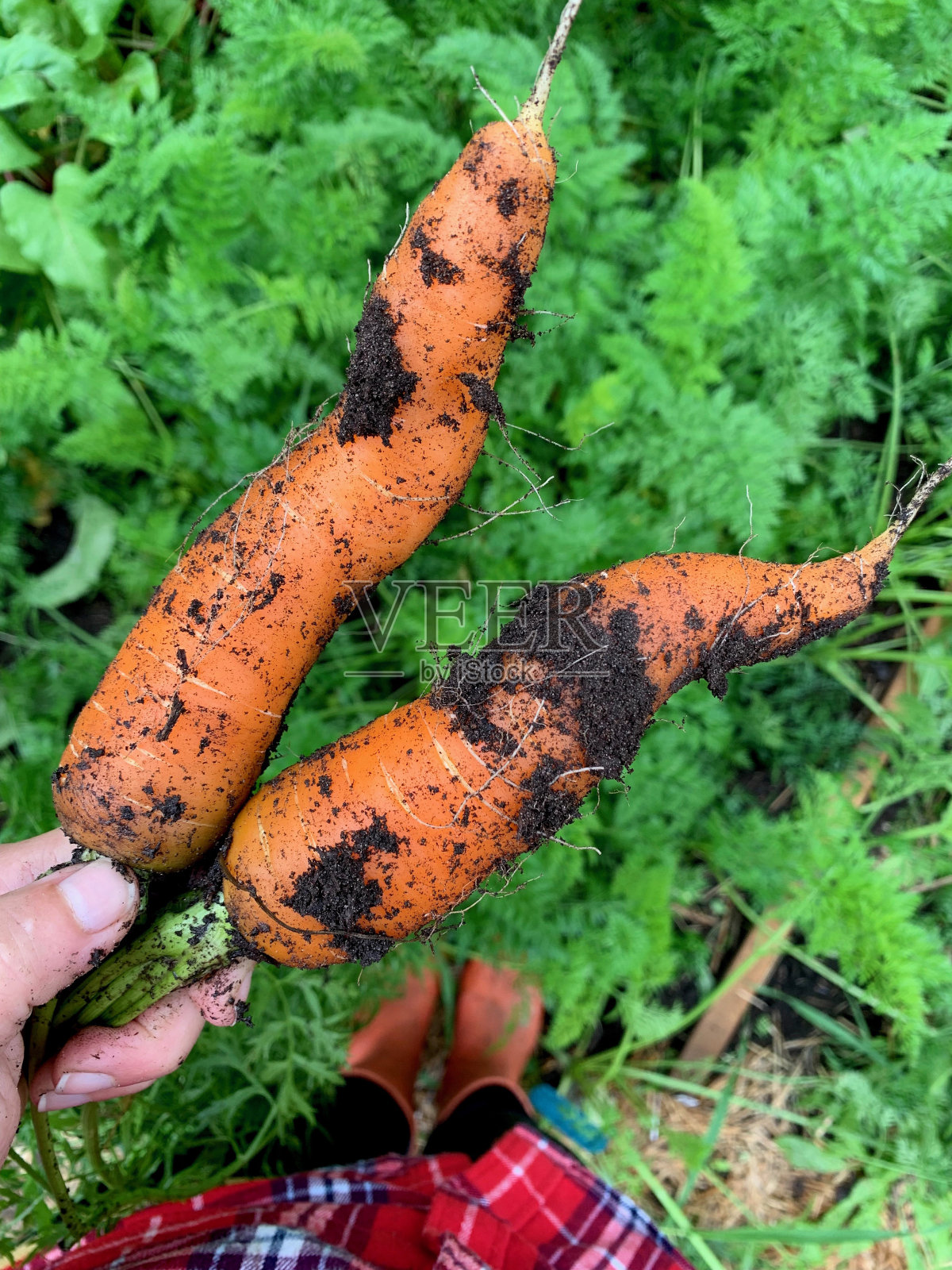 园丁从有机花园中种植了许多新鲜的橙色胡萝卜照片摄影图片