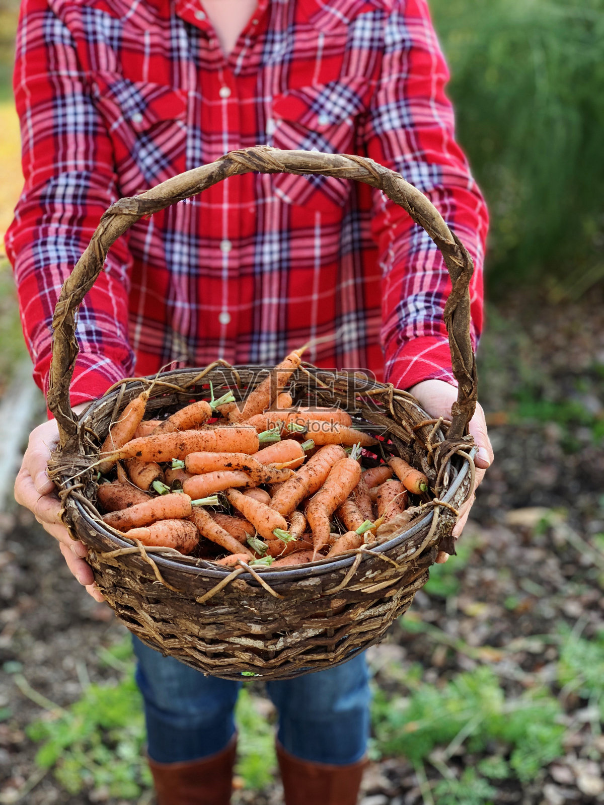 花格衬衫的园丁捧着自家种植的新鲜的橙色胡萝卜从有机花园照片摄影图片