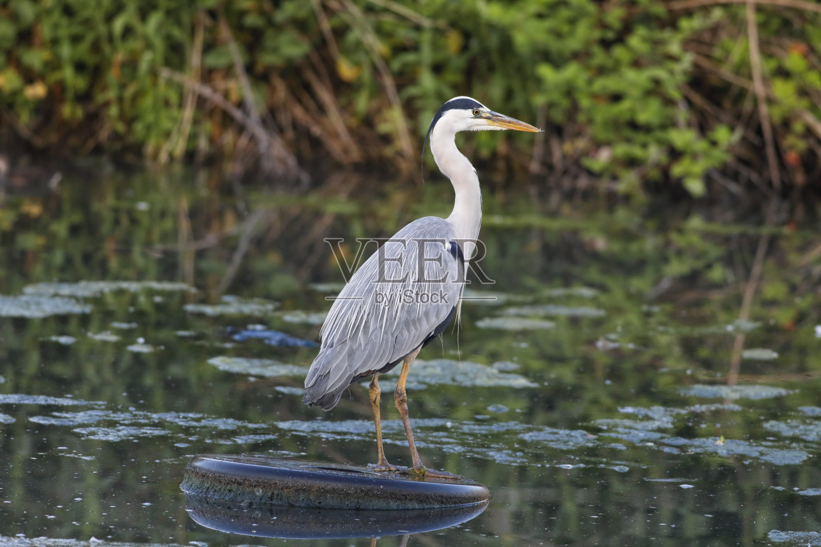 清晨晨曦中，目光锐利的灰鹭照片摄影图片