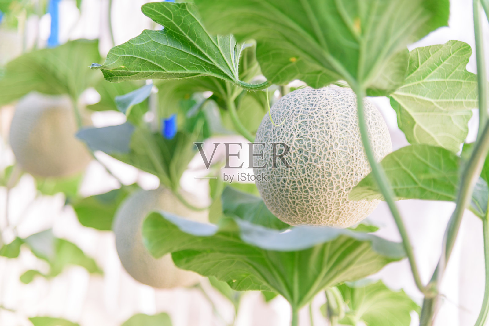 大棚鲜瓜照片摄影图片