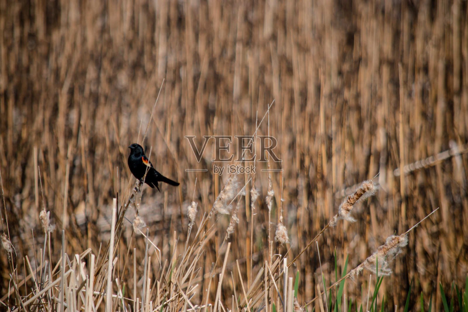 红翼鸫燃烧芦苇照片摄影图片