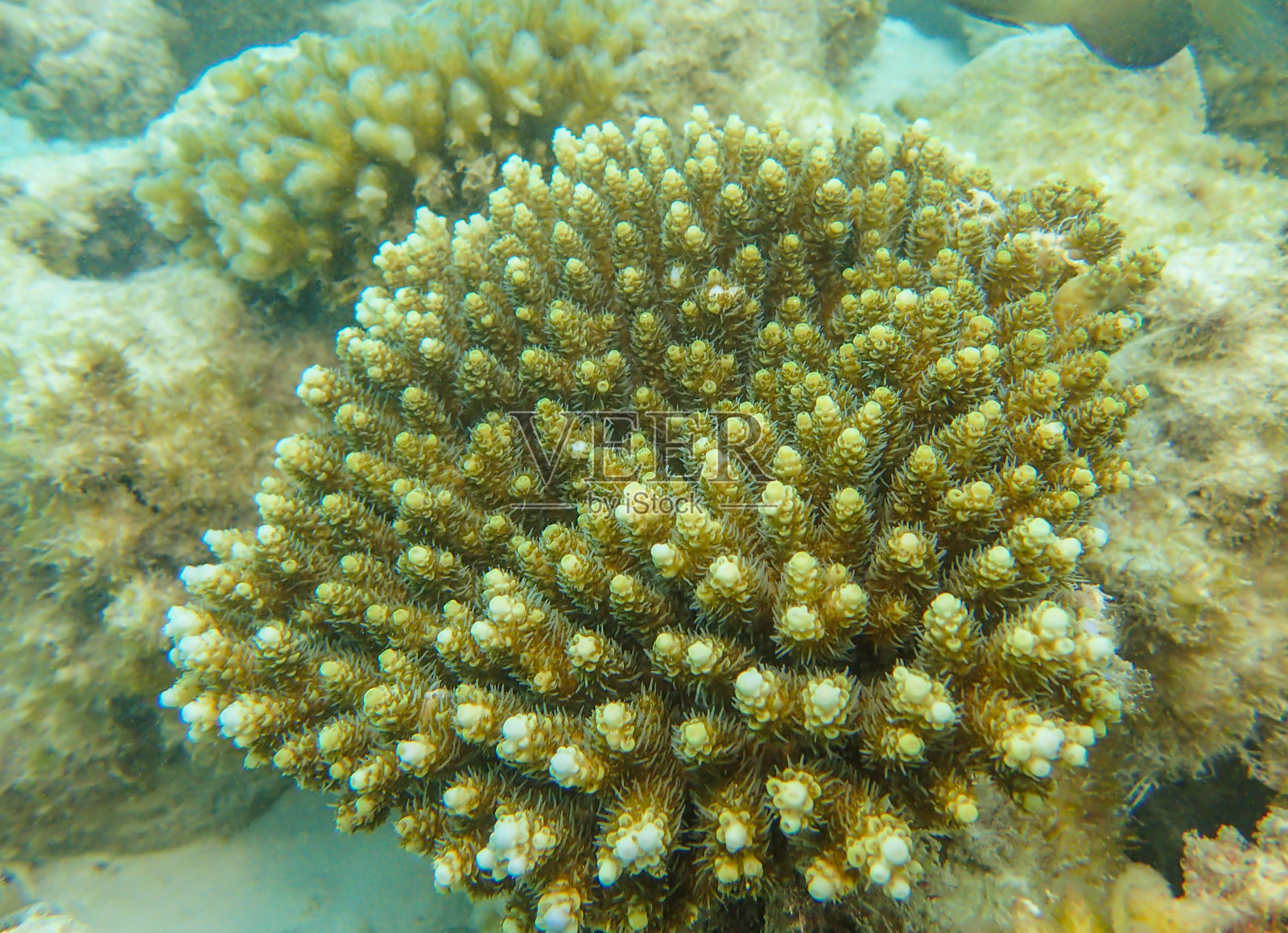 分枝或鹿角珊瑚，Acropora珊瑚种照片摄影图片