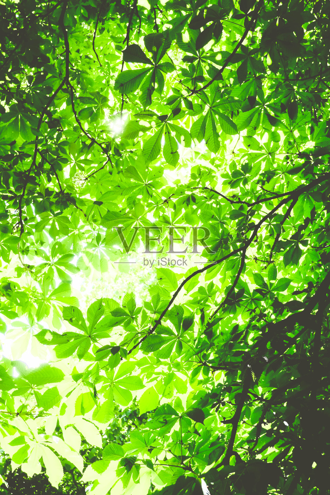 七叶树的叶子照片摄影图片