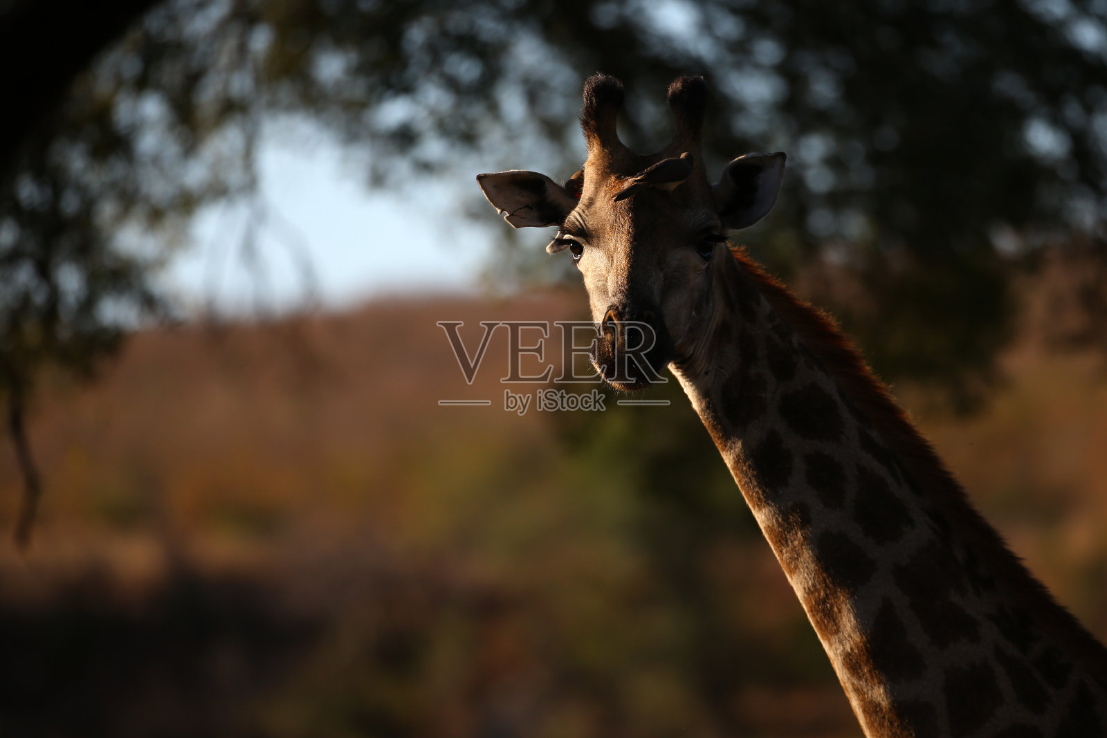 傍晚阳光下长颈鹿的肖像。照片摄影图片