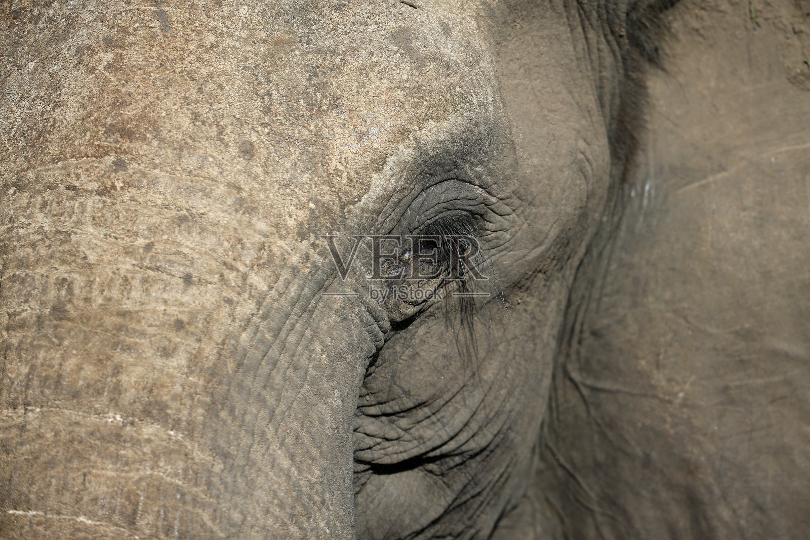 非洲象眼的肖像。照片摄影图片