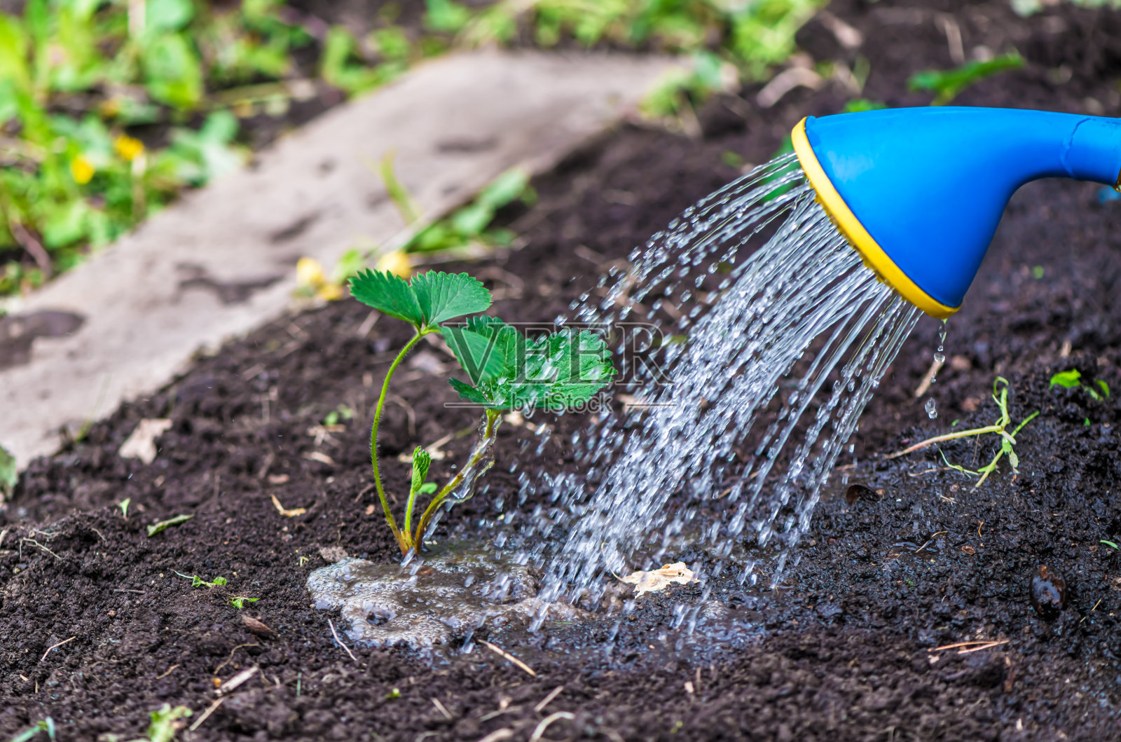 花园床上有花的草莓丛。照片摄影图片