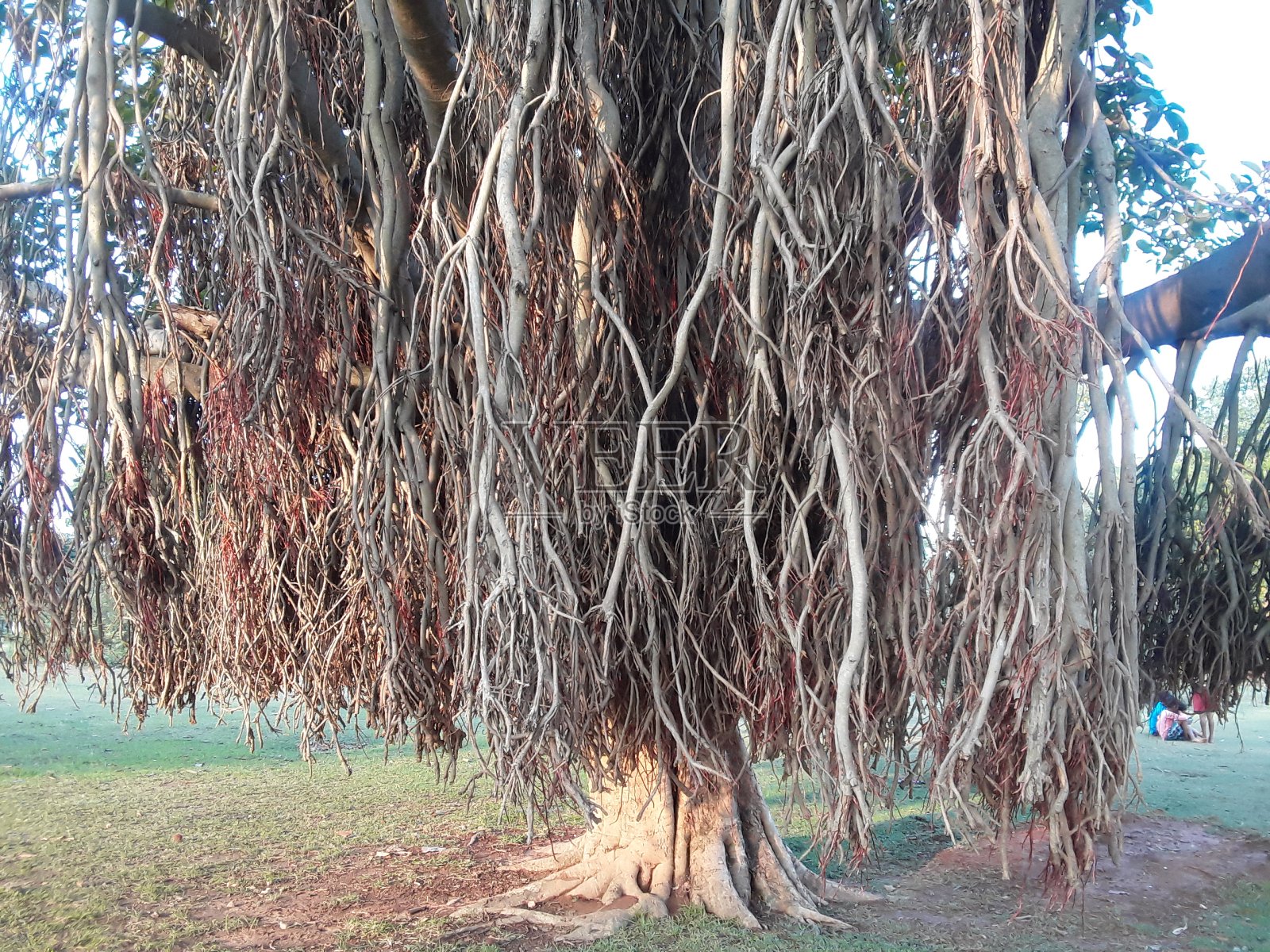 榕树是印度的国树照片摄影图片