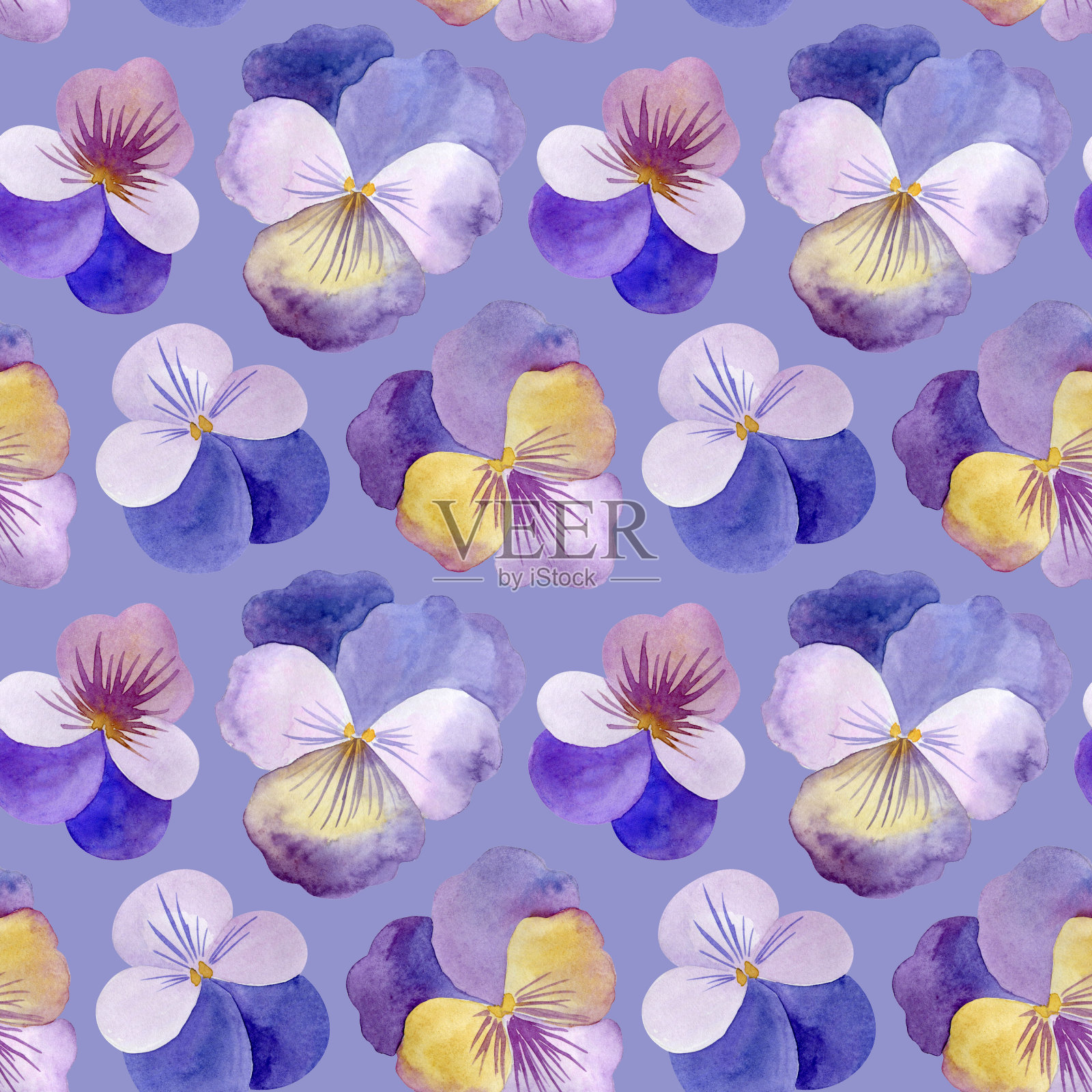 水彩紫色三色紫罗兰紫罗兰的背景插画图片素材