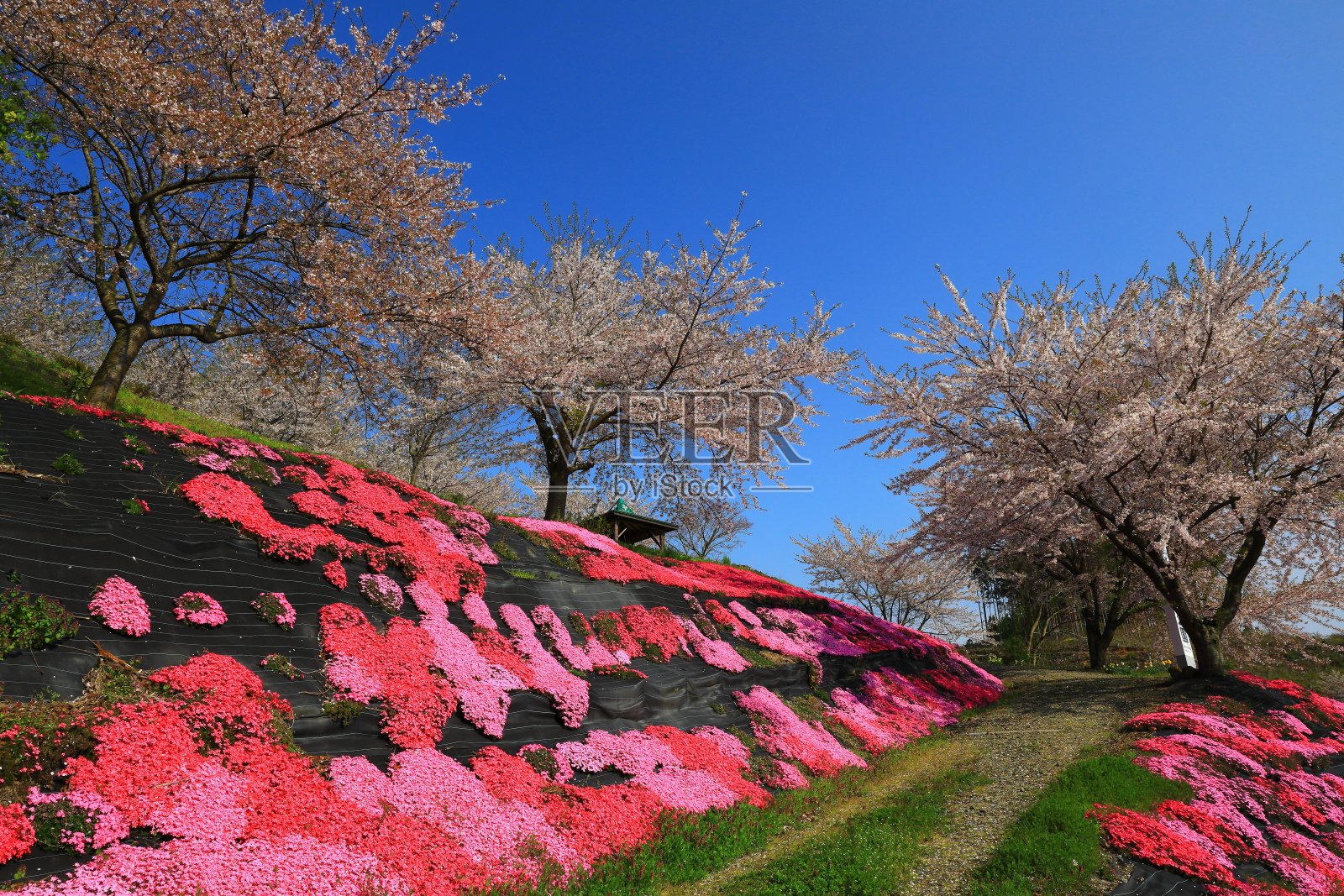 樱花盛开，樱花盛开照片摄影图片
