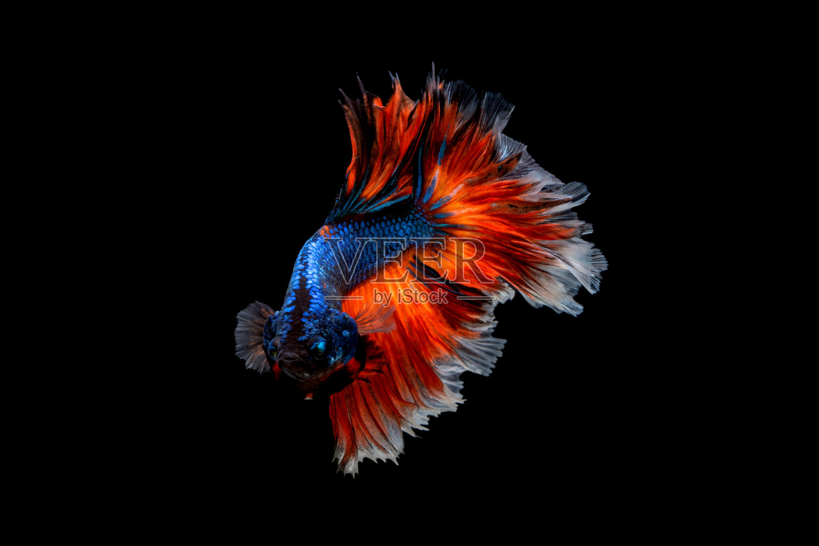 betta Splendens Plakad隔离在黑色照片摄影图片