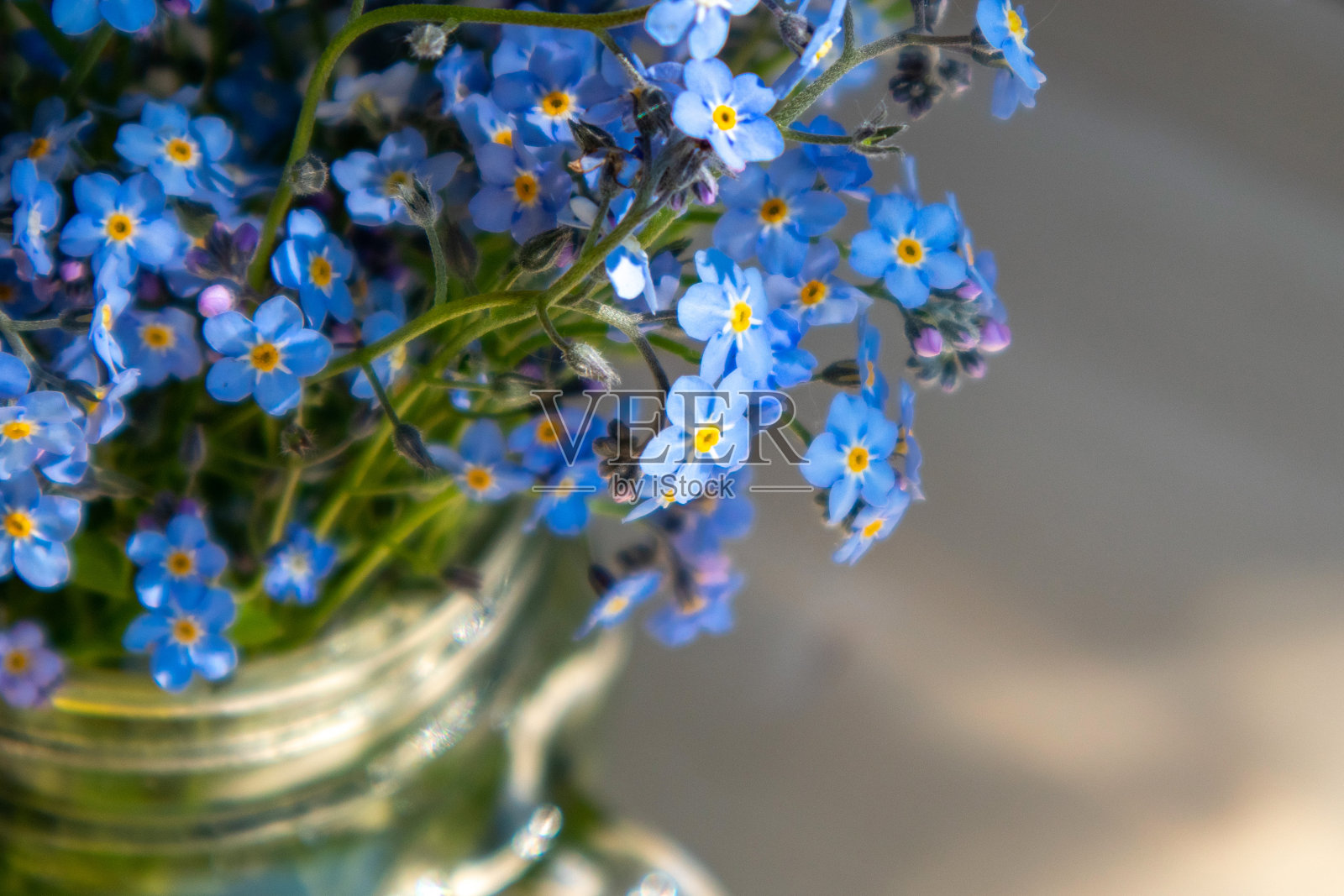 勿忘我花在玻璃上的特写在一个没有聚焦的背景照片摄影图片