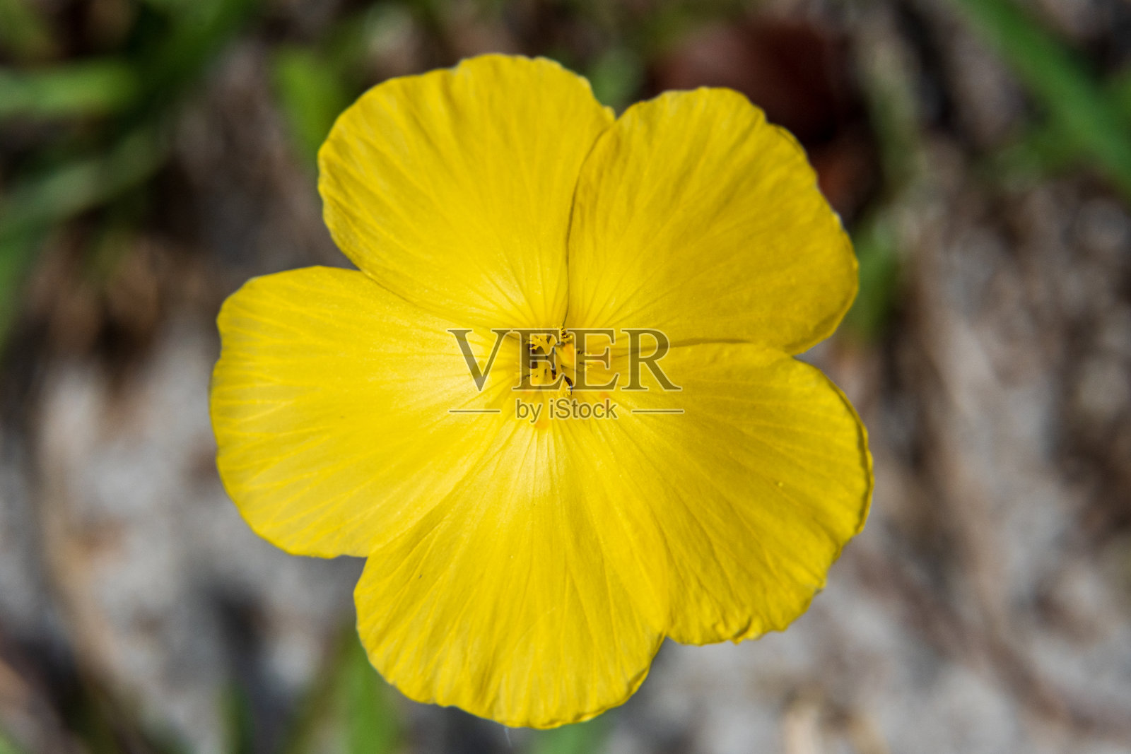 麻点条纹籽(Piriqueta cistoides)大-彭布罗克松，佛罗里达，美国照片摄影图片