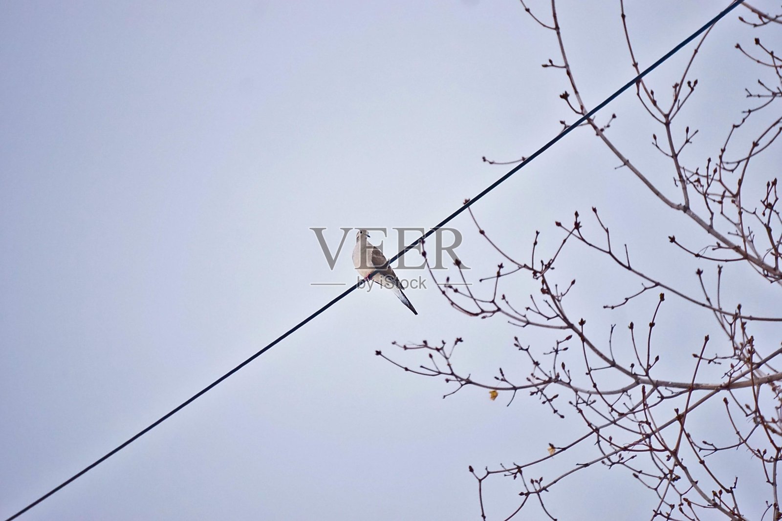 哀鸣的鸽子在电线上照片摄影图片