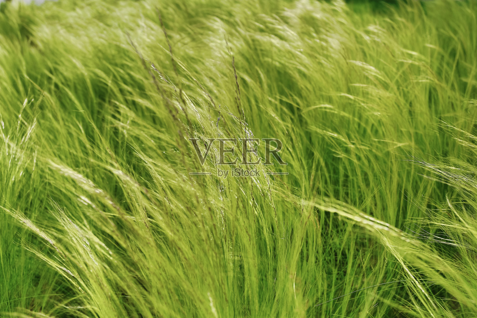 阳光下的绿草照片摄影图片