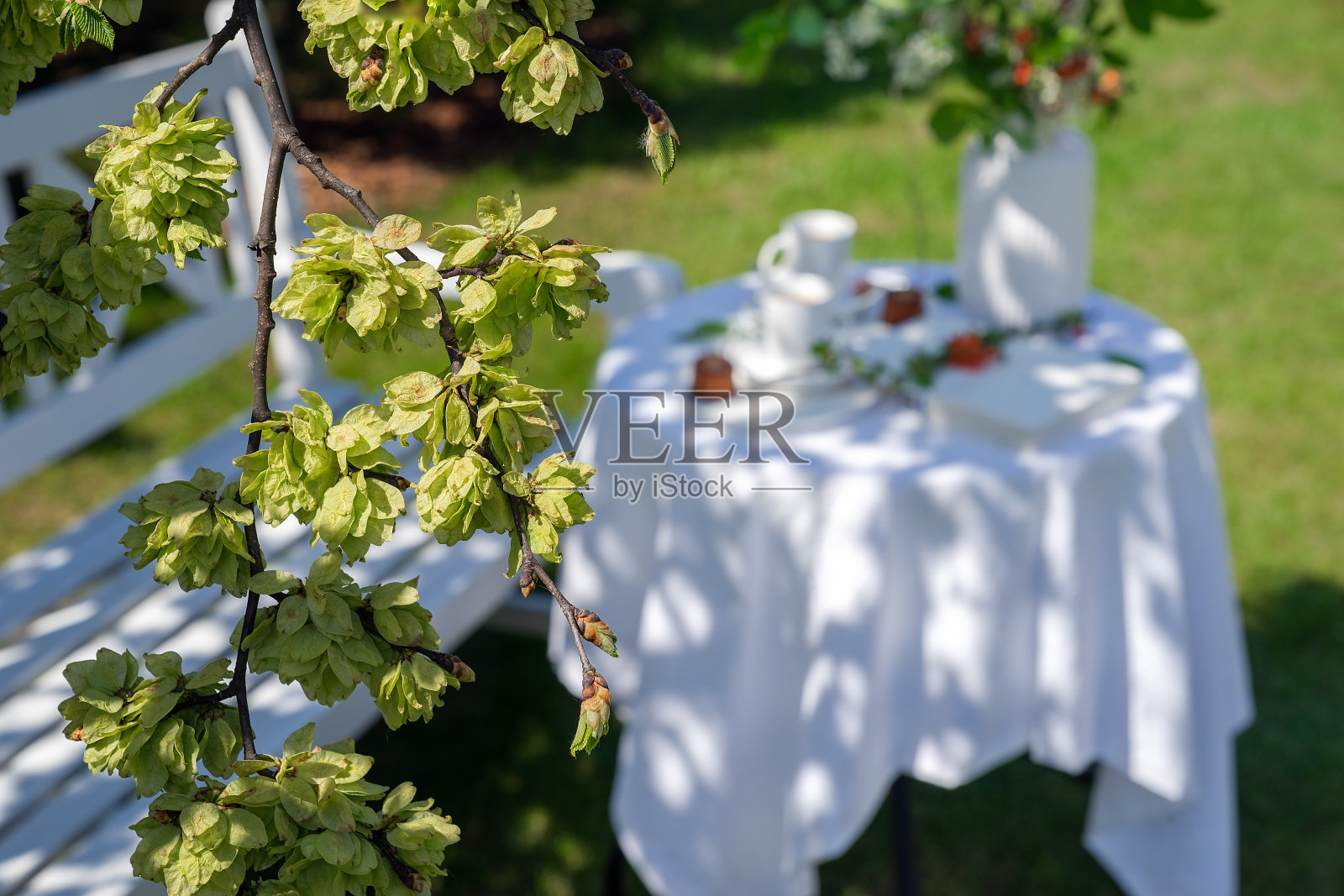 树枝与树叶的背景散焦表照片摄影图片