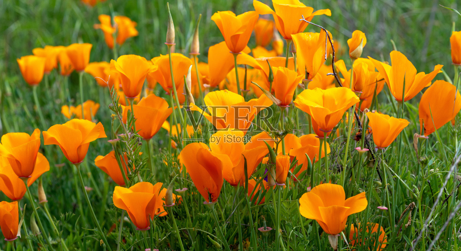 加州金罂粟照片摄影图片