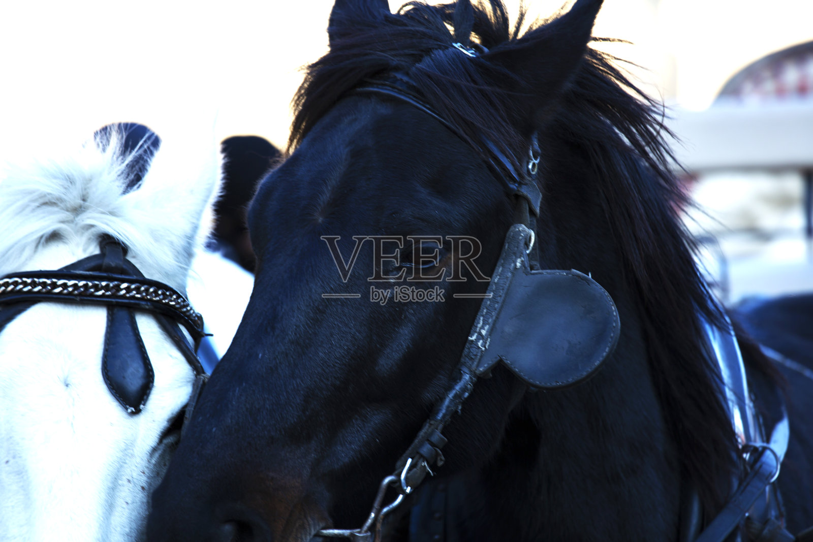 两匹马：白马和黑马肖像照片摄影图片