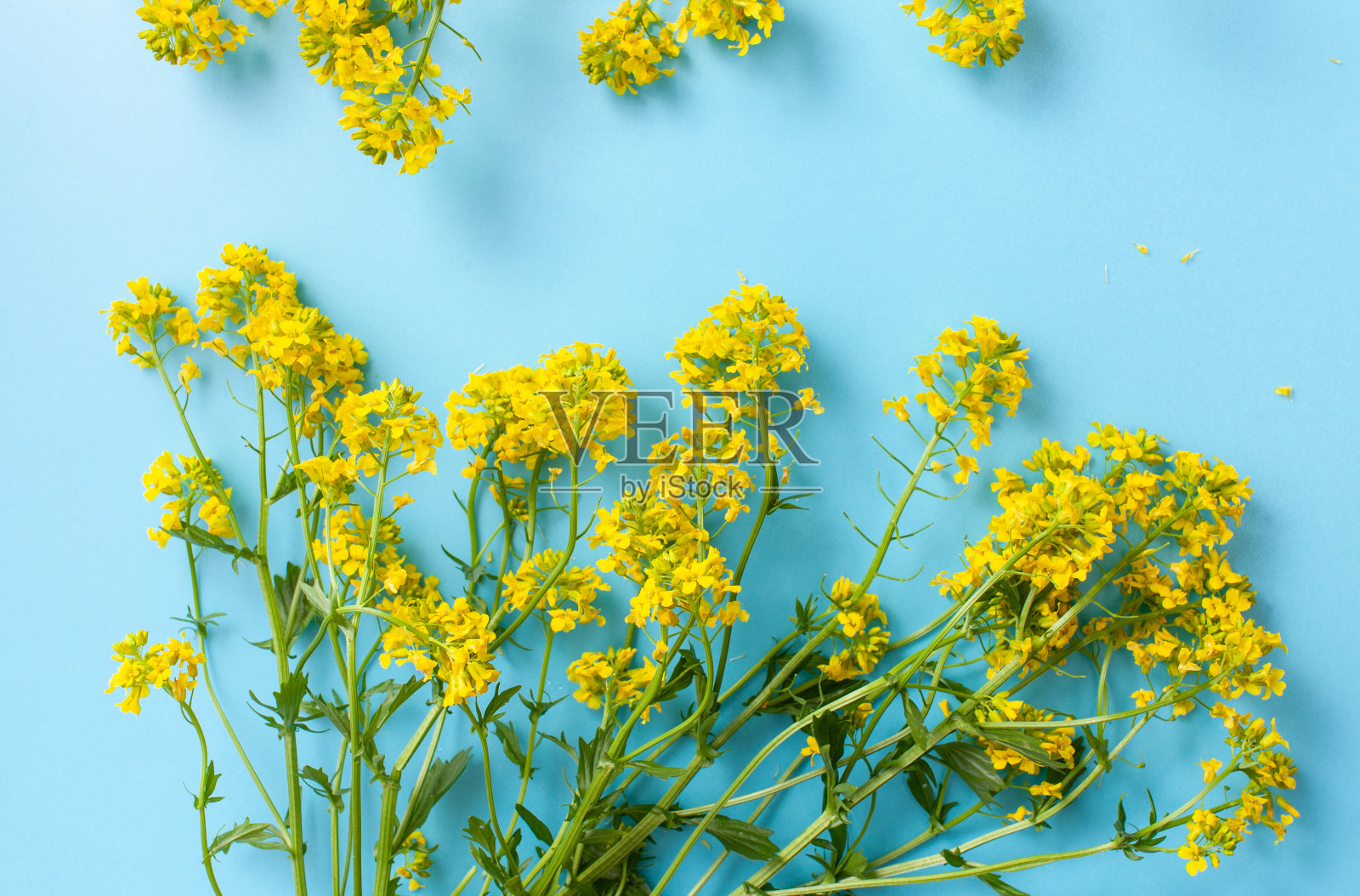 以环保风格的植物为背景照片摄影图片