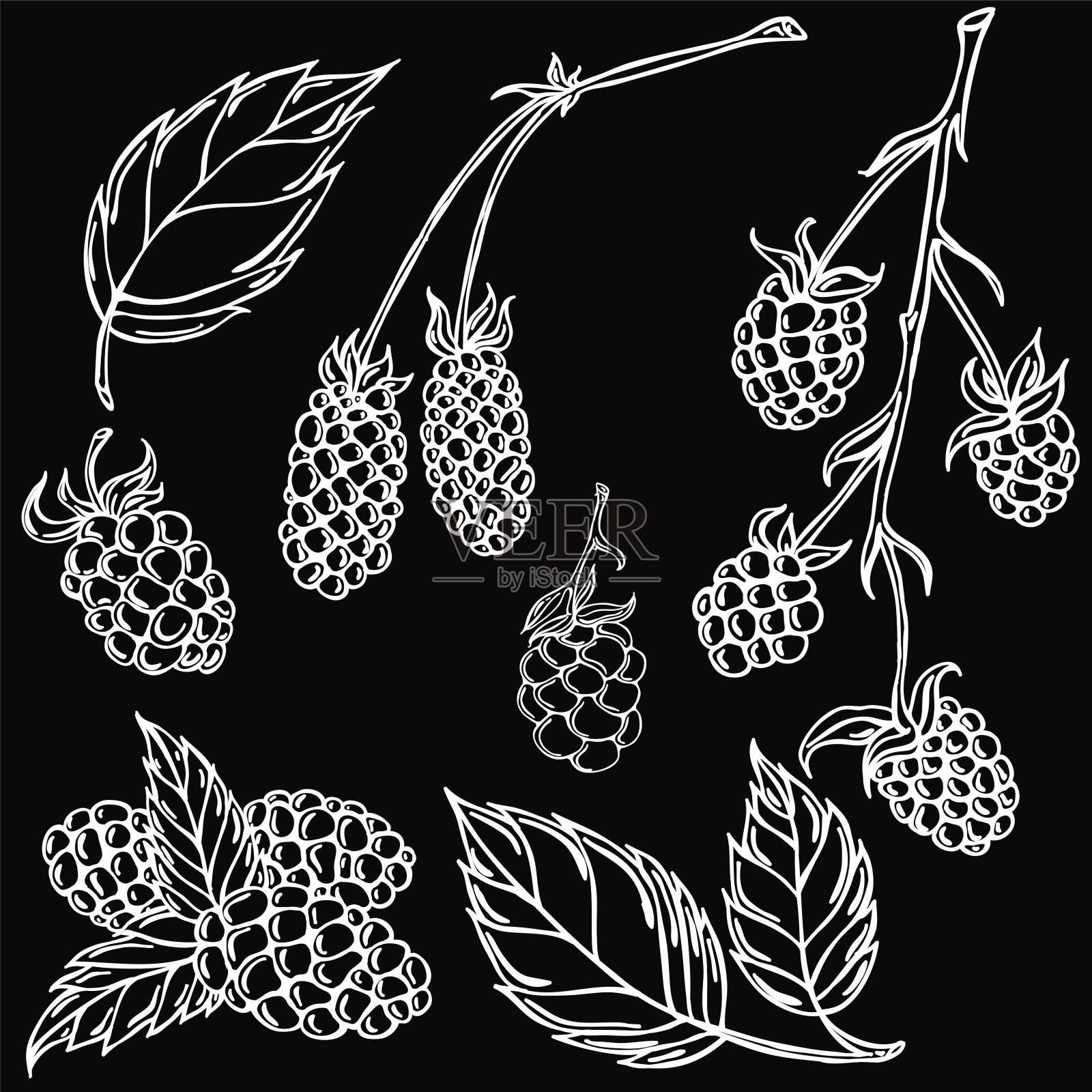 黑莓，白线，向量，黑莓插画图片素材