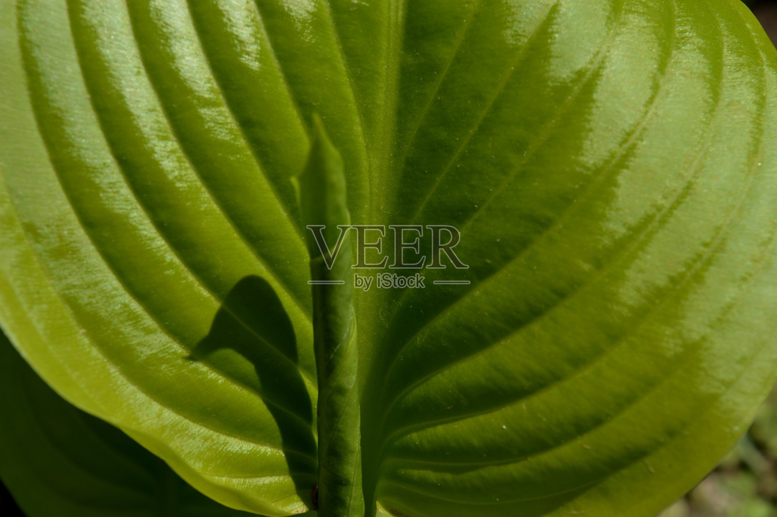 绿叶和鸟的影子照片摄影图片