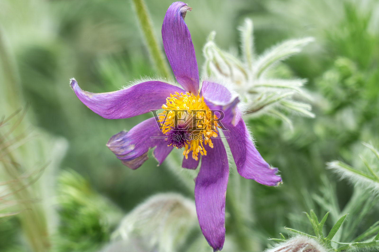 近距离的紫色花的白头草(白头草)植物照片摄影图片