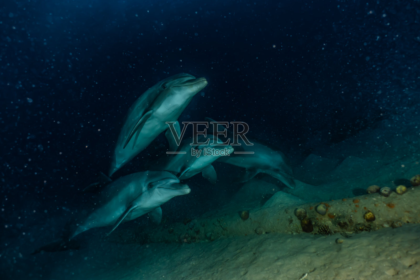 海豚畅游红海照片摄影图片