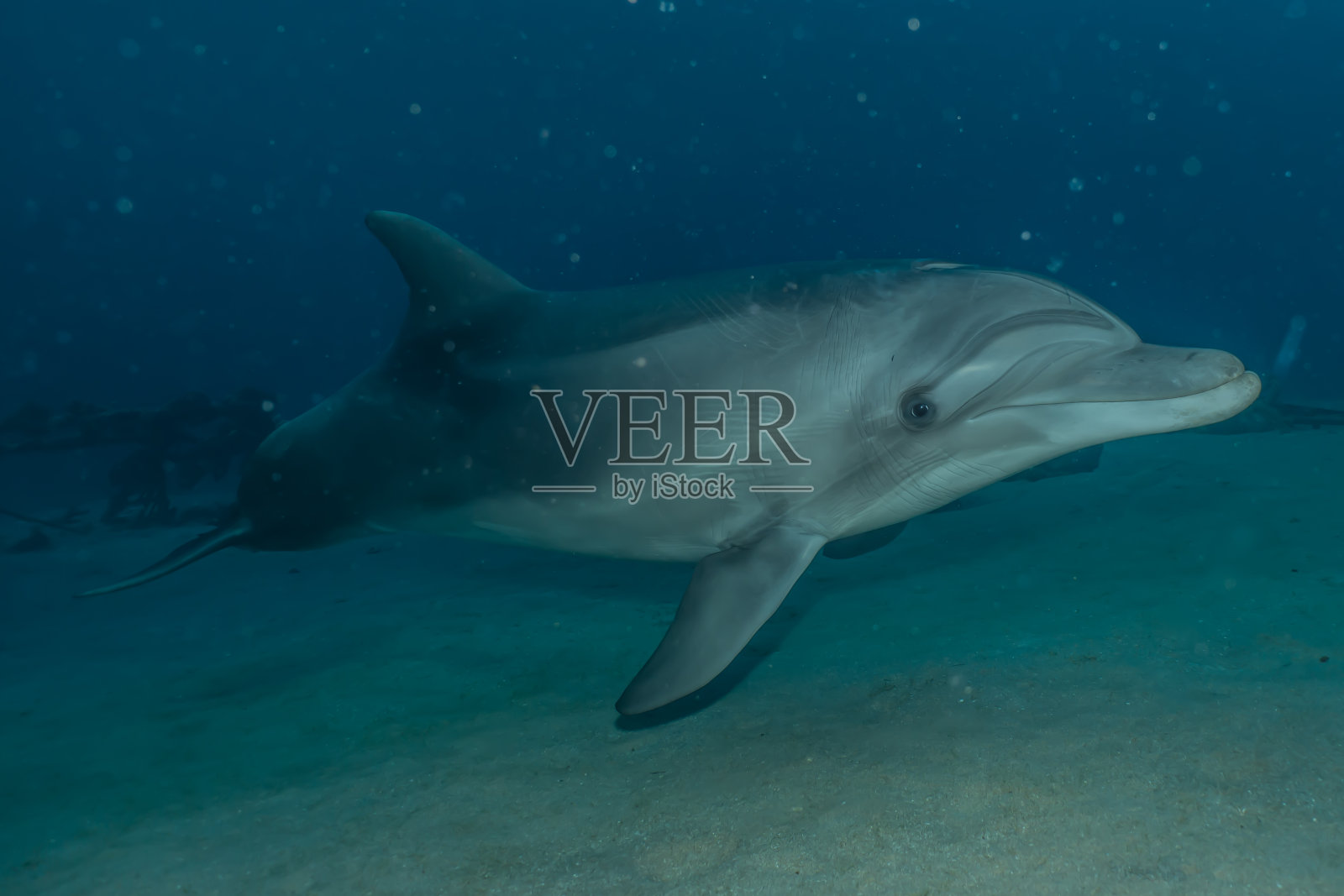 海豚畅游红海照片摄影图片