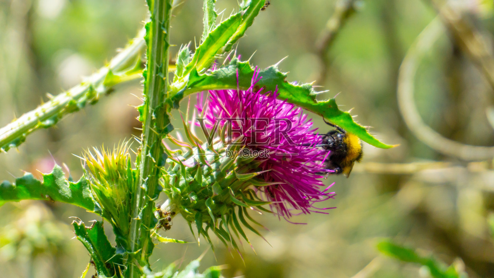 森林里美丽明亮的蓟。特写镜头。一只蜜蜂正在收集花粉以酿蜜。照片摄影图片