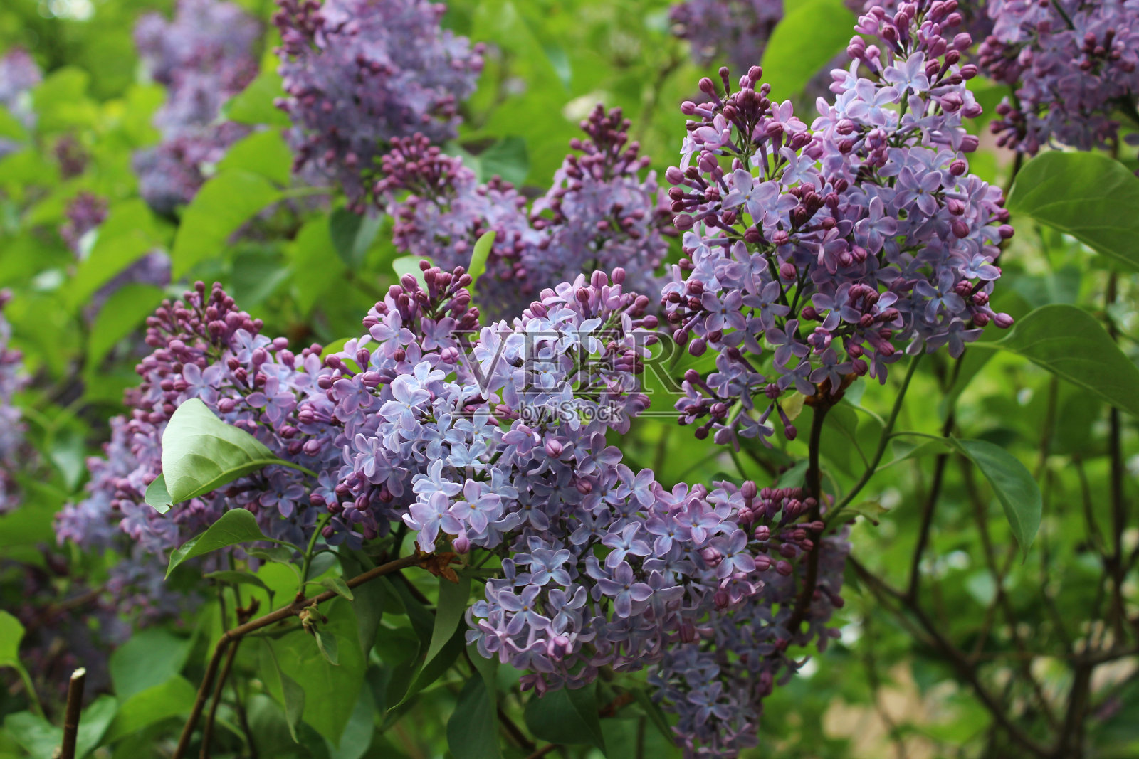 丁香花在春天开花特写照片摄影图片