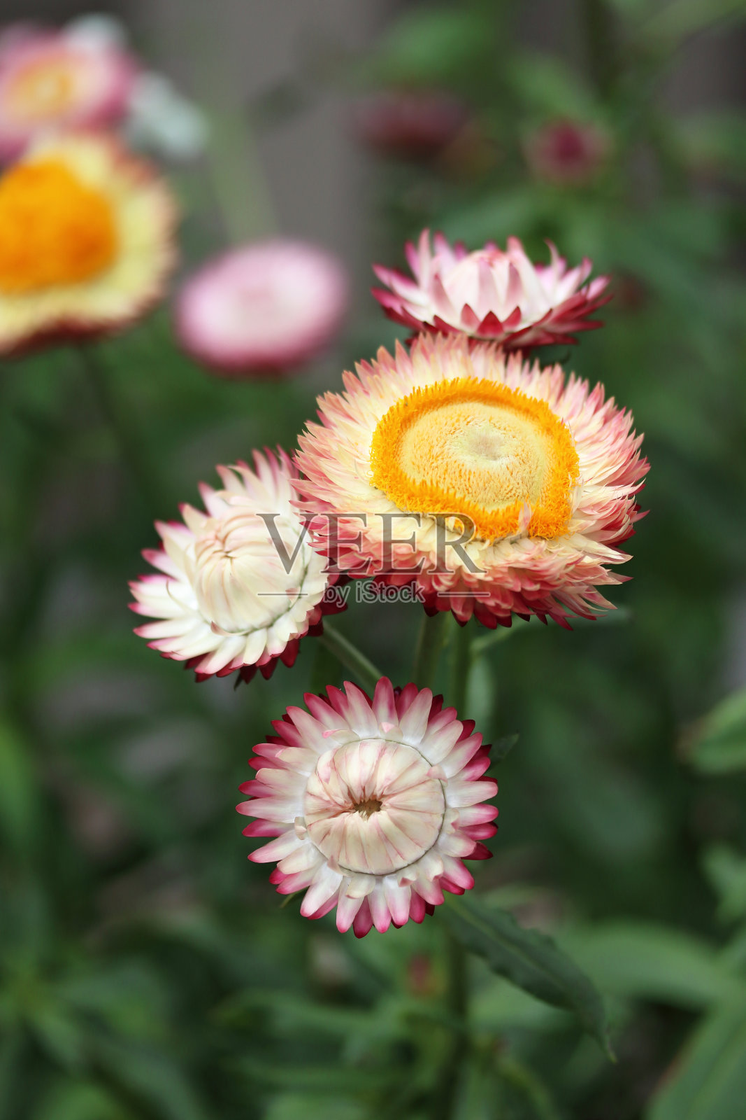 粉红色开花植物特写镜头照片摄影图片
