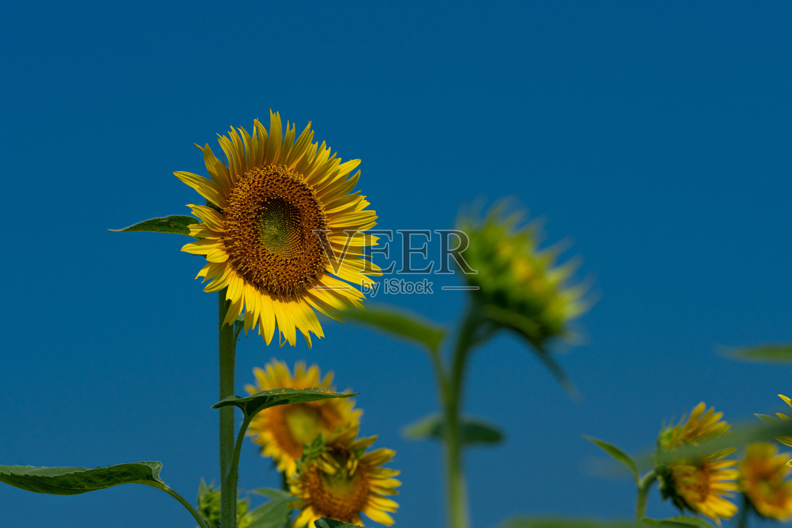 向日葵。照片摄影图片