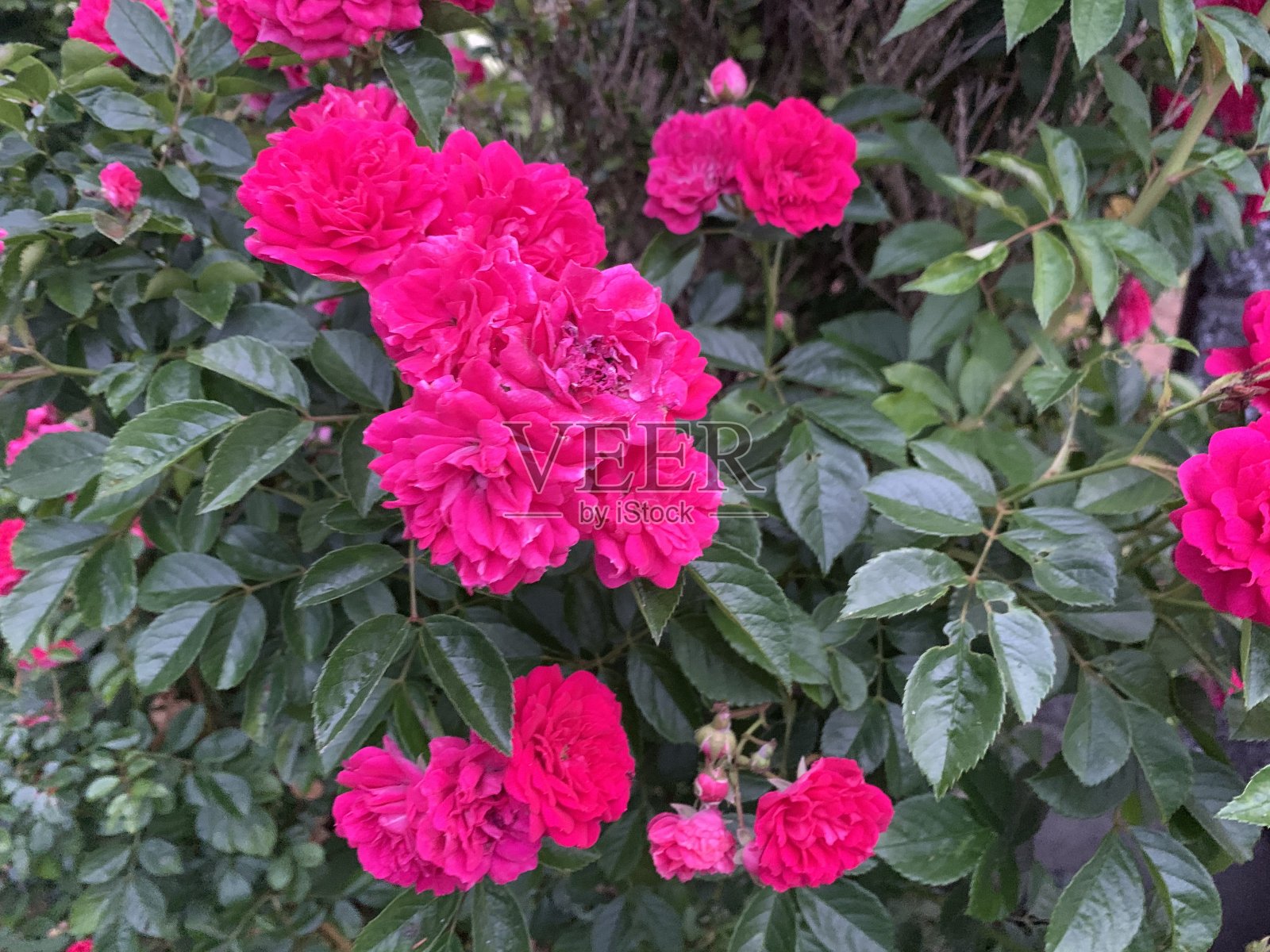 花粉红玫瑰照片摄影图片