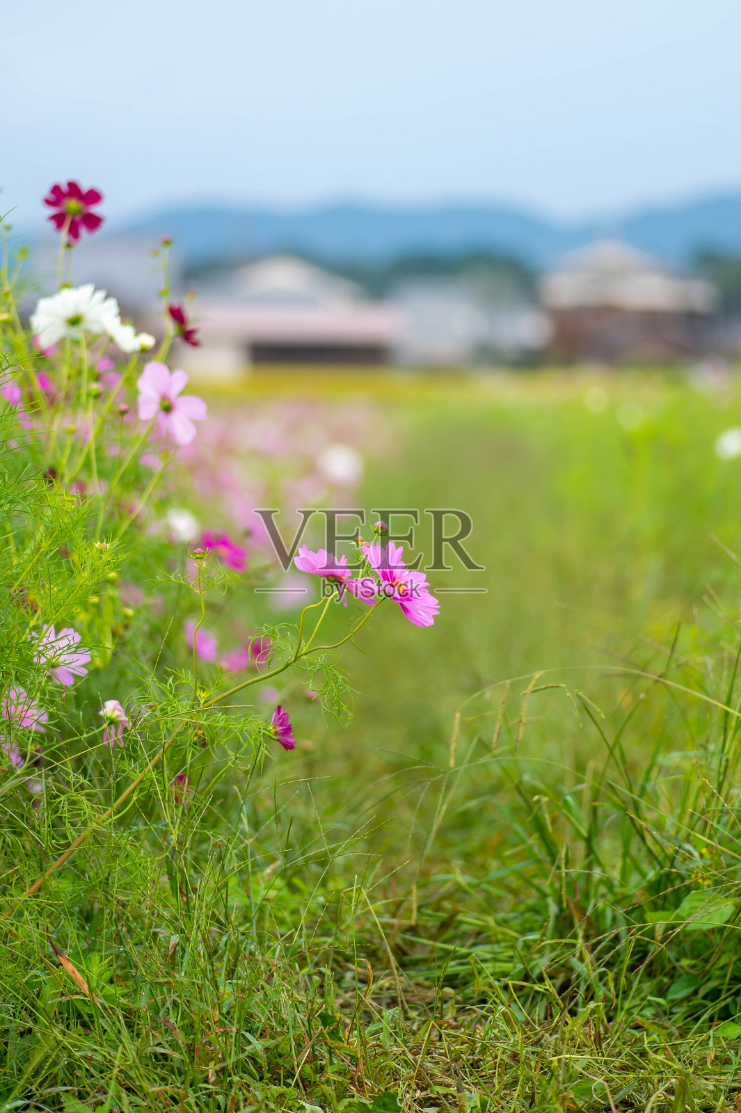 乡村私宅和宇宙花田照片摄影图片