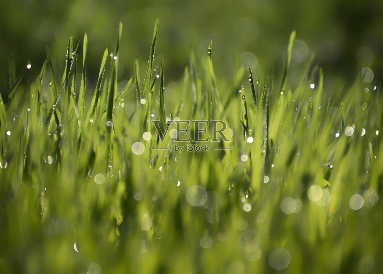 新鲜的绿草上覆盖着晨露。背景绿草覆盖着露珠。明亮的阳光散景。照片摄影图片