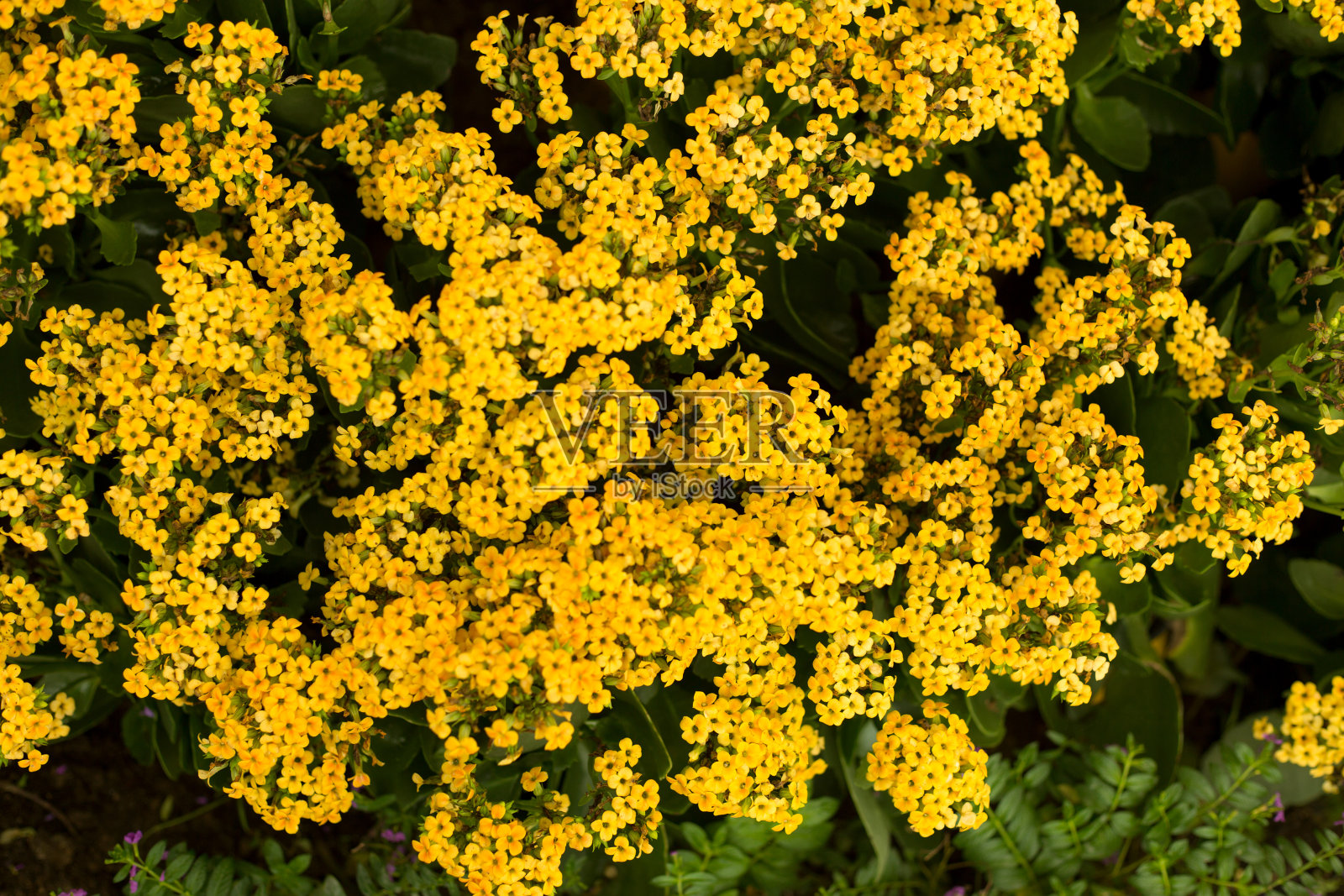 黄色的花。花春背景。照片摄影图片